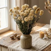 Artikel Tør dekoration halm blomstercreme helichrysum tørret 50cm 30g