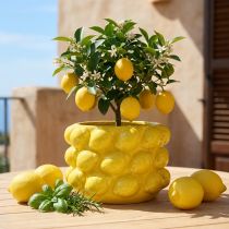 Artikel Urtepotte citron plantekrukke keramisk gul Ø18,5cm H12cm