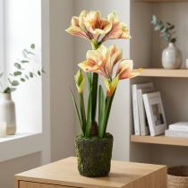 Artikel Amaryllis i en moskugle kunstig med lyserøde-gule mønstrede blomster - 45 cm - Eksotisk og stilfuld dekoration