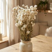 Artikel Kamille tørrede blomster Dekoration Blomster Hvidt bundt 65cm 50g