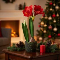 Artikel Amaryllis i kunstige moskugler - lyse røde blomster, 49 cm - elegant og naturlig rumdekoration