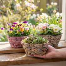 Artikel Plantekurv søgræskurv vandhyacint plantekasse oval 20,5cm 3 stk
