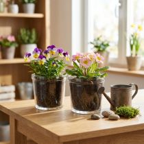 Artikel Urtepotte glas plantekasse gennemsigtig Ø11cm H10,5cm 2stk