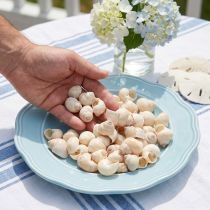Artikel Musling Umachi 500 g