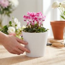 Artikel Plisserede manchetter hvide 10,5cm 100 stk