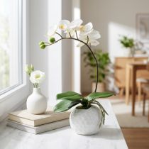 Artikel Phalaenopsis creme i keramisk gryde 33cm