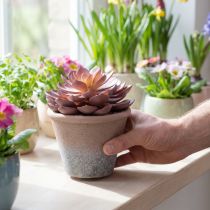 Artikel Sukkulent plante i potte Echeveria kunstig rød årgang Ø15cm H16cm