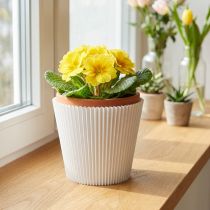 Artikel Plisserede manchetter hvide 8,5cm 100 stk