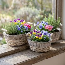 Artikel Naturkurv til plantning, kurv med håndtag, plantekasse shabby chic hvidvasket L31/27,5/24cm H12/11,5/10cm sæt med 3 stk.