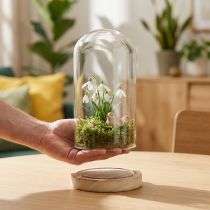Artikel Glasklokke med fod af klart naturtræ Ø12cm H21cm
