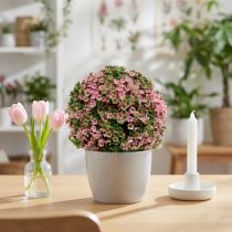 Artikel Dekorativ kugle pink grøn kugleplante Ø15cm 1 stk