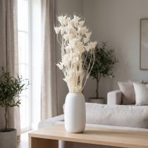 Artikel Tørrede Nigella-blomster, buket elegant naturlig dekoration til eksklusive interiører, 70 cm, 50 g