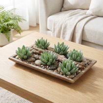 Artikel Sukkulent Echeveria Ø6,5cm L11cm 6 stk
