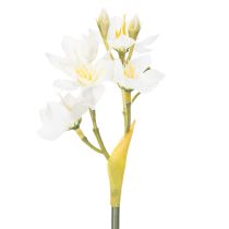 Artikel Påskeliljegren til sæsonbestemte bryllupsarrangementer, smuk, 33 cm, 6 stk.