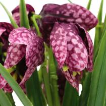 Skakbræt blomster Fritillaria kunstlilla 29cm 6stk