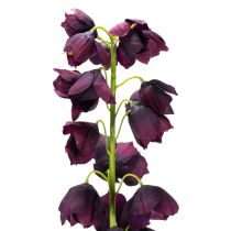 Artikel Fritilaria naturtro kopi til elegante arrangementer og buketter 78 cm