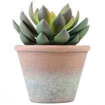 Artikel Sukkulent plante i potte Echeveria kunstgrøn årgang Ø15cm H16cm