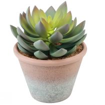 Artikel Sukkulent plante i potte Echeveria kunstgrøn årgang Ø15cm H16cm