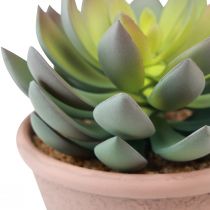 Artikel Sukkulent plante i potte Echeveria kunstgrøn årgang Ø15cm H16cm