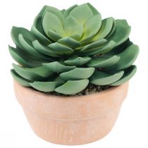 Artikel Sukkulent plante i potte Echeveria kunstgrøn Ø15cm