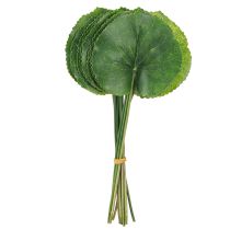 Artikel Galax Urceolata Blade Kunstgrøn Ø10cm L23cm 12 stk