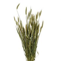 Artikel Bygkorn dekoration tør dekoration naturlig 80cm bundt 1 stk