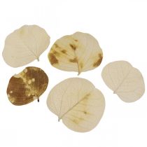 Artikel Tørrede blade dekoration Moneta tør blomstercreme 100g