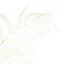 Artikel Tørret bregnedekoration bleget bragnebregne H75cm 10 stk