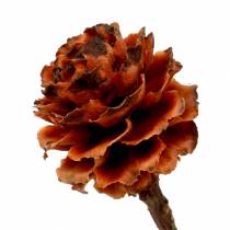 Glabrum II (1) 25 stk