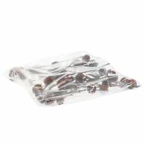 Artikel Glabrum Leucospermum tørrede blomster 25-40 cm 25 stk