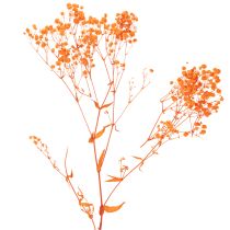 Artikel Tørrede blomsterbuket med babyånde Gypsophila 75 cm 100 g