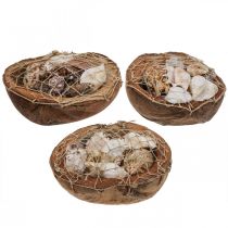 Artikel Halv kokosskal deco skaller snegleskaller deco 18–19cm 3 stk.