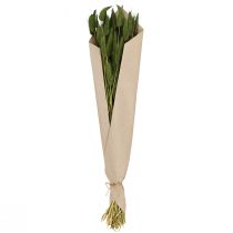 Artikel Kaninhalegræs (Lagurus) Tørret Dekorativ Grøn 50-60 cm 50 g Tørrede Blomster