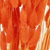 Artikel Kaninhalegræs Lagurus Tørret Orange 50-60cm 50g