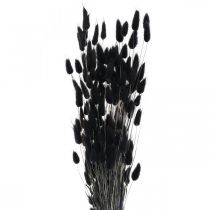 Artikel Hare&#39;s Tail Grass Lagurus Tørret Sort 60cm 50g