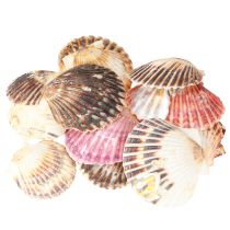 Artikel Tom hjertemusling i naturlig skaldekoration 3cm–5cm 300g