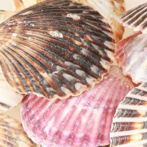 Artikel Tom hjertemusling i naturlig skaldekoration 3cm–5cm 300g