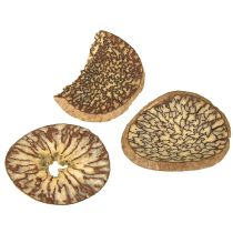 Artikel Træskiver, dekorative træfrugter, naturlige, gør-det-selv, FSC, 1-3,5 cm, 300 g