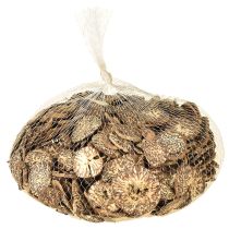 Artikel Træskiver, dekorative træfrugter, naturlige, gør-det-selv, FSC, 1-3,5 cm, 300 g