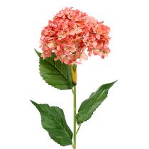 Artikel Hortensia pink 80cm 1 stk