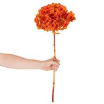Artikel Hortensia, konserveret og farvet, stor blomst med lang stilk, 60 cm