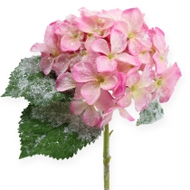 Hortensia pink med sneeffekt 25cm