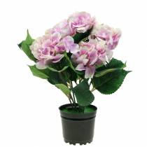 Silkeblomster hortensia i en pot lilla 35cm
