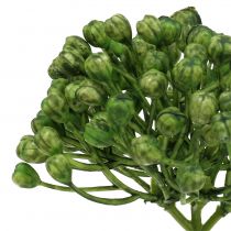 Artikel Hortensia knopp pick 22cm grøn 12 stk