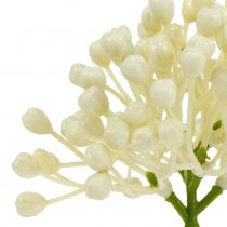 Artikel Hortensia knopp pick 22cm creme 12stk