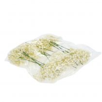 Artikel Hortensia knopp pick 22cm creme 12stk