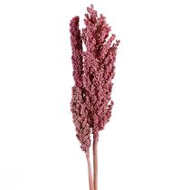 Artikel Indian Corn Tørrede Blomster Indian Corn Pink 75cm 3stk