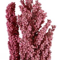 Artikel Indian Corn Tørrede Blomster Indian Corn Pink 75cm 3stk