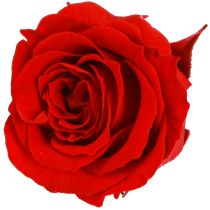 Artikel Infinity Roses Ægte Blomster Mini Rosenhoveder Røde Ø3cm 16 stk