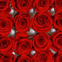 Artikel Infinity Roses Ægte Blomster Mini Rosenhoveder Røde Ø3cm 16 stk